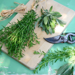 Magnificent Seven Herbs